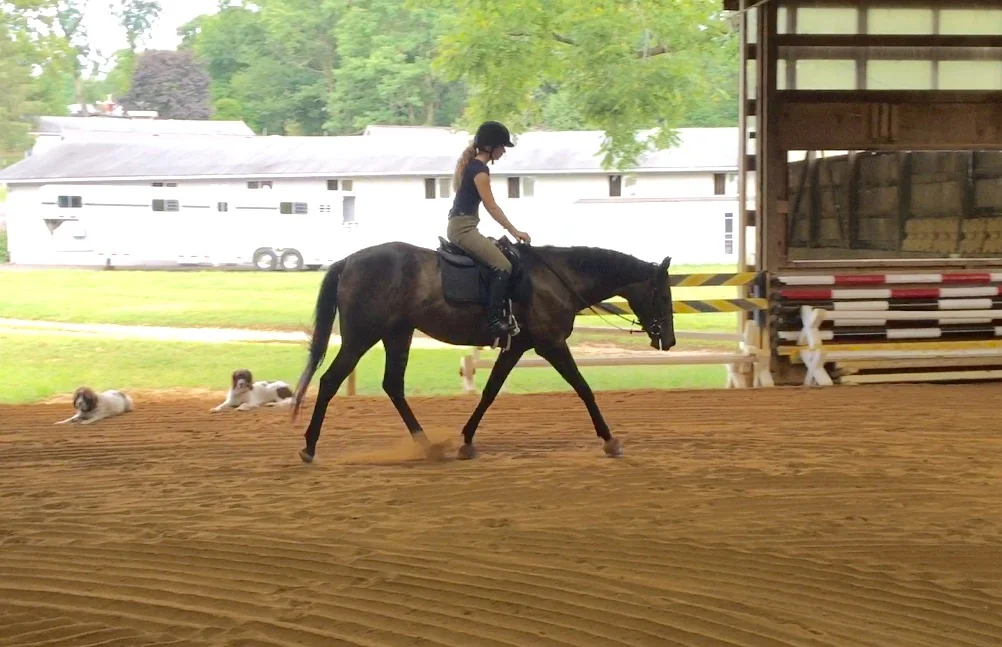 A horse being ridden in the outdoor sand arena