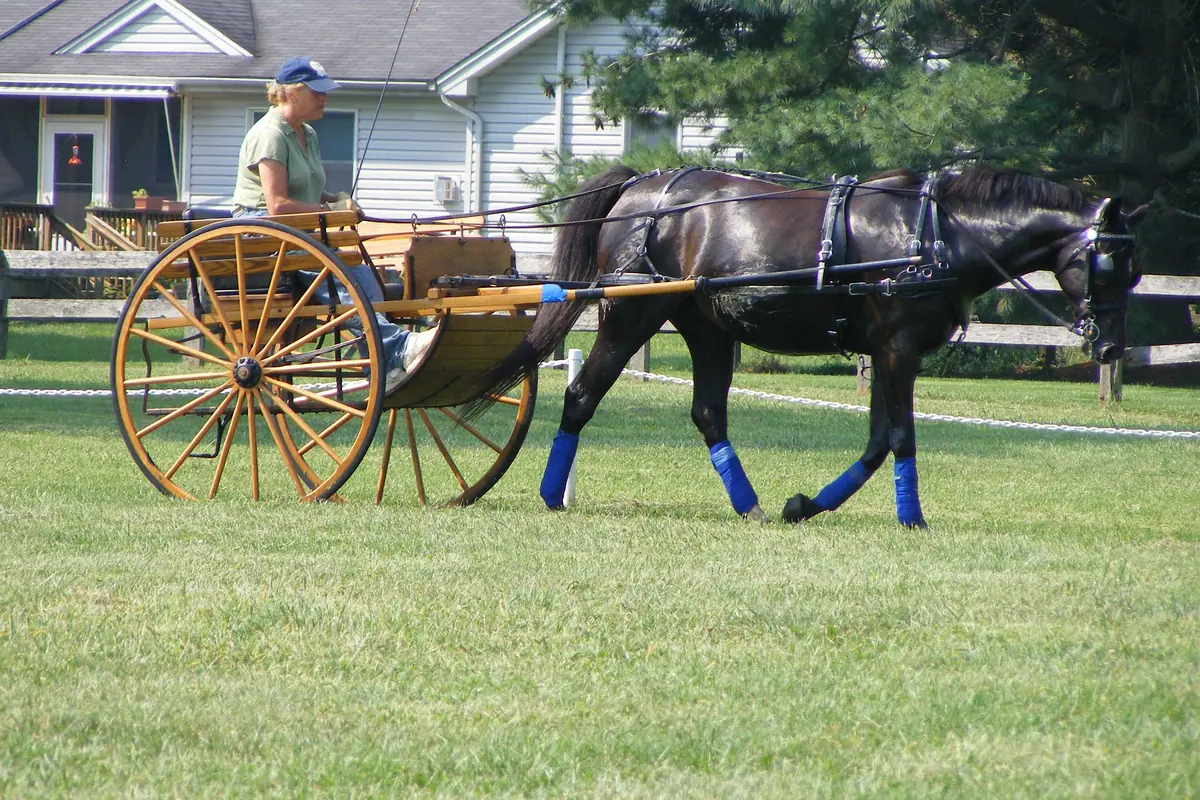 Astrid Fallon driving a horse to a two wheel cart at Nearaway Farm