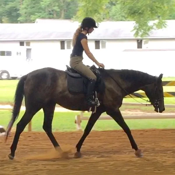 A dark bay horse being ridden in the outdoor arena at Nearaway Farm