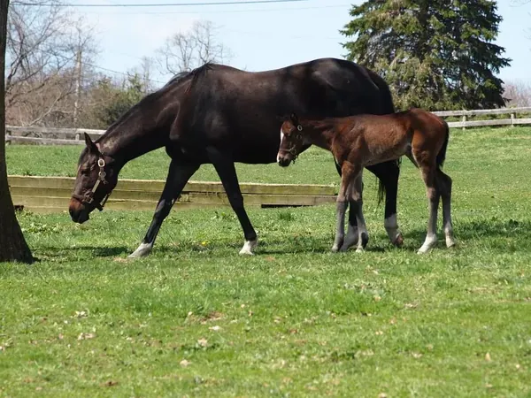 A broodmare grazing in a paddock at Nearaway Farm with her foal beside her