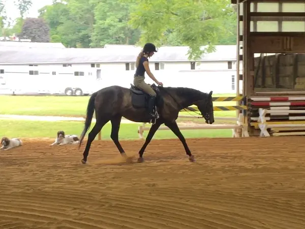 A rider schooling a dark bay horse in the sand arena at Nearaway Farm