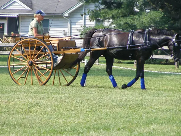 A horse in harness working to a two wheel cart at Nearaway Farm
